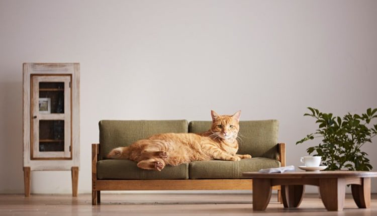 okawa-city-cat-furniture-2